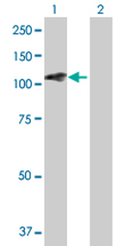KIF20A MaxPab mouse polyclonal antibody (B01)