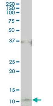 COX17 monoclonal antibody (M01), clone 4G2