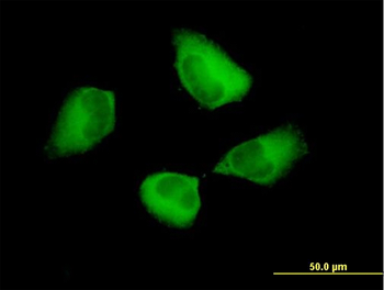 PDCD6IP purified MaxPab mouse polyclonal antibody (B01P)