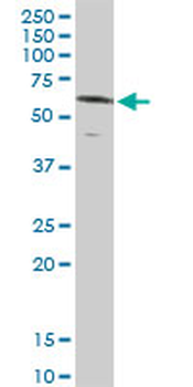 NR1D2 purified MaxPab rabbit polyclonal antibody (D01P)