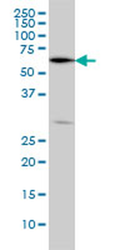 OXSR1 monoclonal antibody (M09), clone 5D5