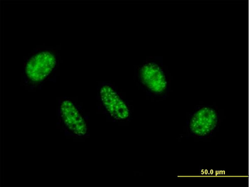 ZC3H11A purified MaxPab mouse polyclonal antibody (B01P)
