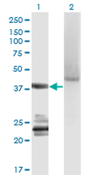 GNA14 monoclonal antibody (M06A), clone 2H8