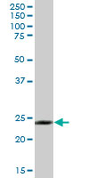 GOSR2 purified MaxPab mouse polyclonal antibody (B01P)