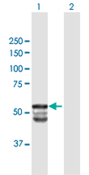 GAL3ST1 purified MaxPab mouse polyclonal antibody (B01P)