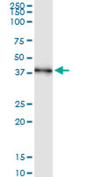 AIM2 MaxPab rabbit polyclonal antibody (D01)