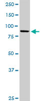 KIF3B purified MaxPab mouse polyclonal antibody (B01P)