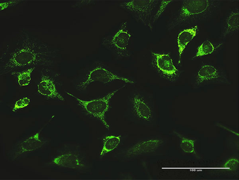 LONP1 purified MaxPab rabbit polyclonal antibody (D01P)