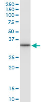 CD83 monoclonal antibody (M01), clone 3G10-1F4