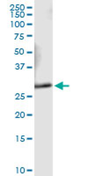 VAPA MaxPab rabbit polyclonal antibody (D01)