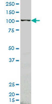 ARHGEF1 monoclonal antibody (M03), clone 4C4