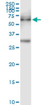 PKMYT1 MaxPab rabbit polyclonal antibody (D01)