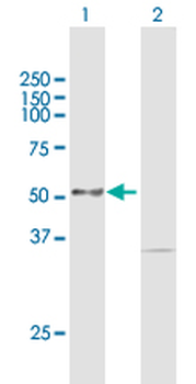 PKMYT1 purified MaxPab mouse polyclonal antibody (B01P)