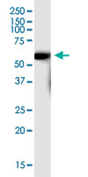 SLC7A7 purified MaxPab mouse polyclonal antibody (B01P)