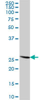 RPL14 purified MaxPab mouse polyclonal antibody (B01P)