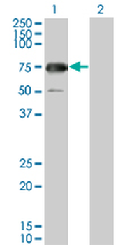 GYG2 monoclonal antibody (M04), clone 3D10