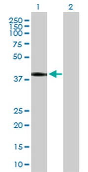 DLK1 purified MaxPab mouse polyclonal antibody (B01P)