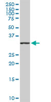 TNFSF10 purified MaxPab rabbit polyclonal antibody (D01P)