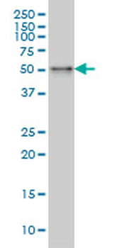 SNX4 monoclonal antibody (M01), clone 4H8