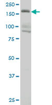 EIF4G3 monoclonal antibody (M01), clone 1B4