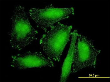 SORBS2 purified MaxPab mouse polyclonal antibody (B01P)