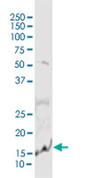 PLA2G10 purified MaxPab rabbit polyclonal antibody (D01P)