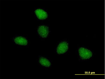 TAF15 purified MaxPab mouse polyclonal antibody (B01P)