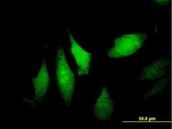 DNALI1 purified MaxPab mouse polyclonal antibody (B01P)
