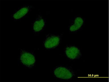 RNF113A MaxPab mouse polyclonal antibody (B01)