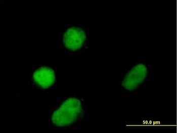 ZNF131 purified MaxPab mouse polyclonal antibody (B01P)