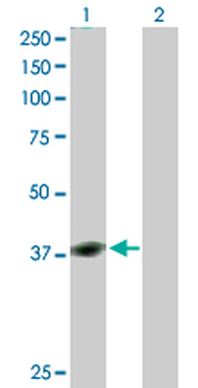 YY1 purified MaxPab rabbit polyclonal antibody (D01P)