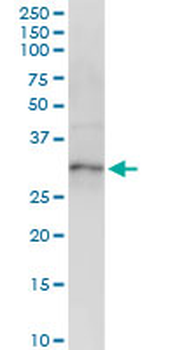 XBP1 MaxPab rabbit polyclonal antibody (D01)