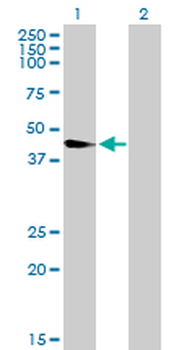 WNT8A purified MaxPab mouse polyclonal antibody (B01P)