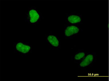 WHSC1 purified MaxPab mouse polyclonal antibody (B01P)