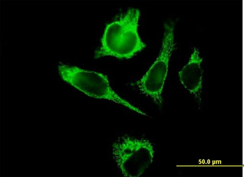 TUFM purified MaxPab mouse polyclonal antibody (B01P)