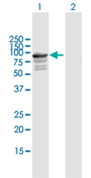 TNXB purified MaxPab mouse polyclonal antibody (B01P)