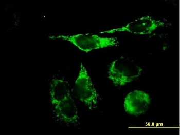 TFAM purified MaxPab mouse polyclonal antibody (B01P)