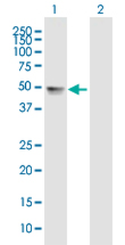 TDO2 purified MaxPab mouse polyclonal antibody (B01P)