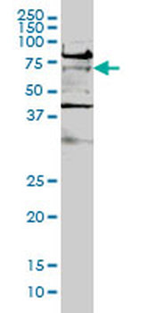 TCF7L2 monoclonal antibody (M02), clone 1B1