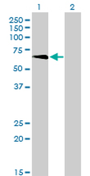 TBX5 monoclonal antibody (M01), clone 1G10