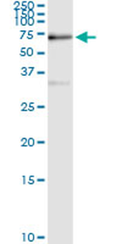 SUOX MaxPab rabbit polyclonal antibody (D01)