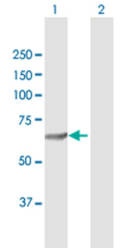 SQLE purified MaxPab rabbit polyclonal antibody (D01P)