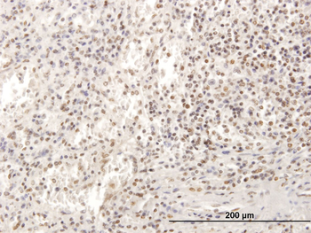 SP100 purified MaxPab mouse polyclonal antibody (B01P)