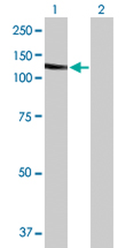 SLC4A1 purified MaxPab mouse polyclonal antibody (B01P)