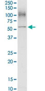 SLC3A2 purified MaxPab rabbit polyclonal antibody (D01P)