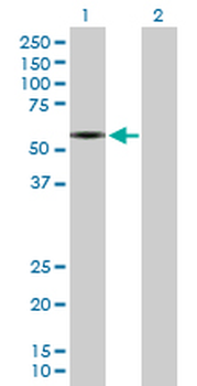 SLC1A2 purified MaxPab rabbit polyclonal antibody (D01P)