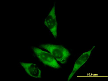 RPL29 purified MaxPab mouse polyclonal antibody (B01P)