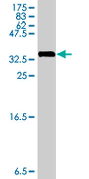 RPL29 polyclonal antibody (A01)