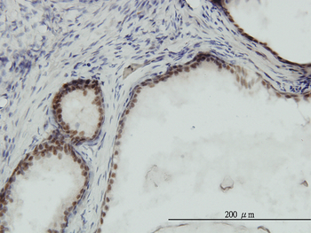 RPA3 monoclonal antibody (M01), clone 1F4