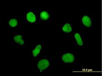 RPA3 purified MaxPab mouse polyclonal antibody (B01P)